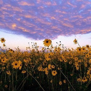 意大利天体会视频
