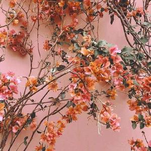 意大利天体会视频
